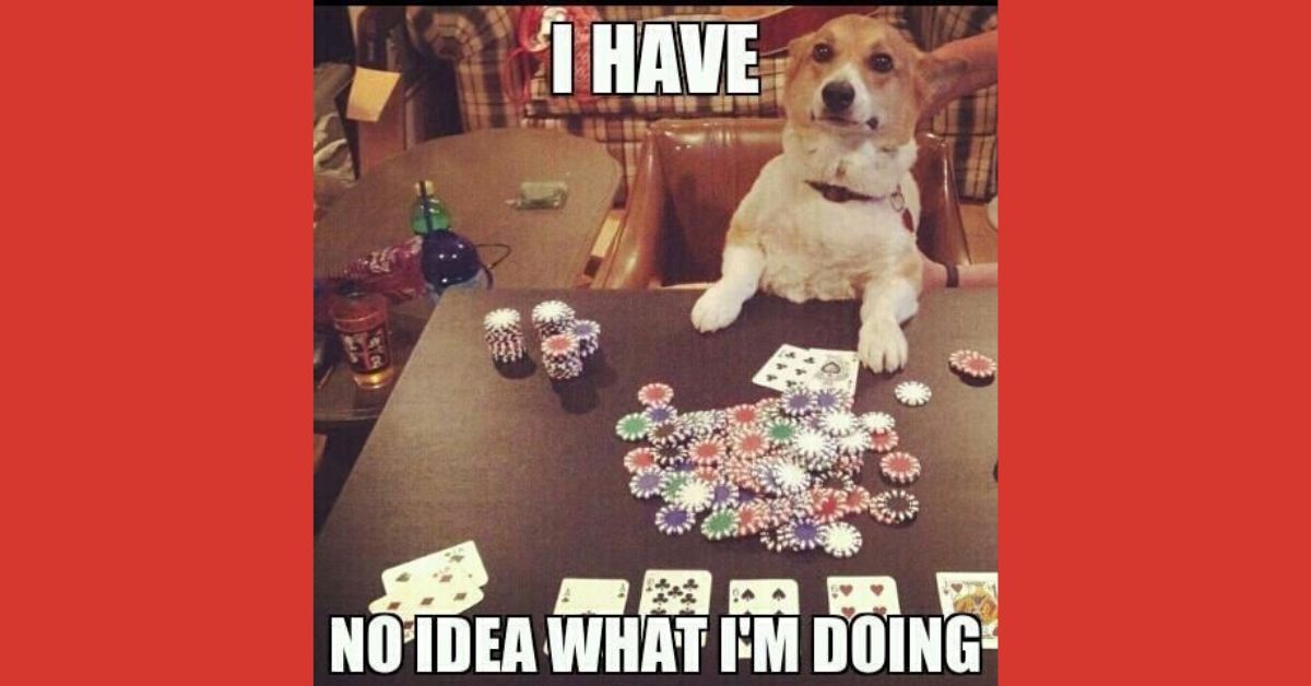 poker dog